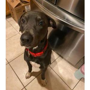 Lost Dog Chief