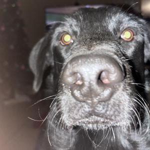Lost Dog Max