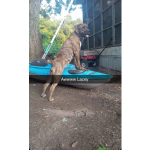 Lost Dog Lacey