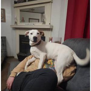 Image of Leelu, Lost Dog