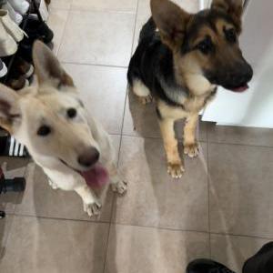 Found Dog Unknown:German Shep