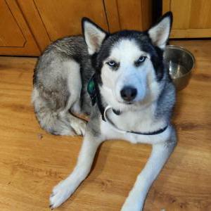 Image of Female husky blueyed, Found Dog