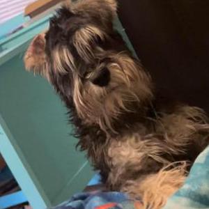 Lost Dog Lucky