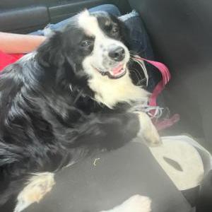 Lost Dog Kane