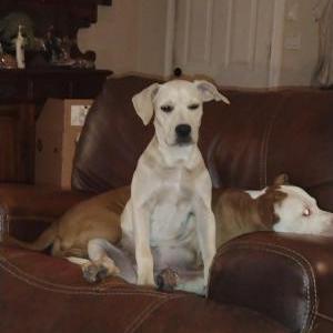 Image of Zayzay, Lost Dog