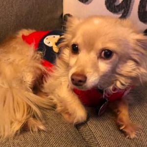 Lost Dog Foxy Lady
