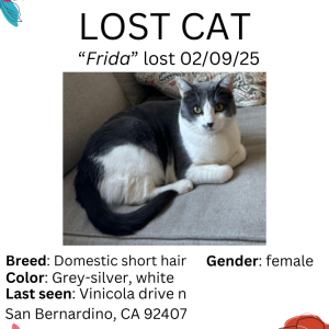 Image of Frida, Lost Cat