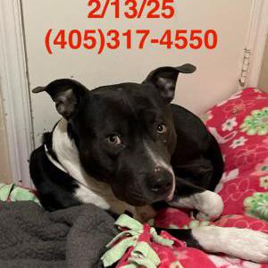 Image of Unkown, Found Dog