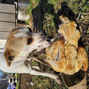 Lost Dog Blanca