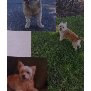 Lost Dog Cleo