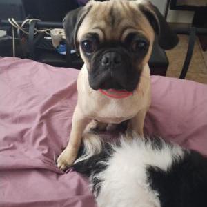 Lost Dog Bugzy