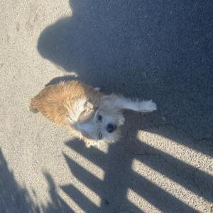 Image of Nala, Lost Dog