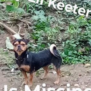 Lost Dog Keeters