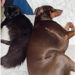 Image of Olive, Lost Dog