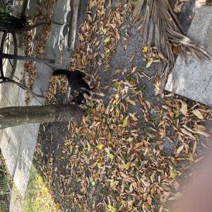 Found Dog Unknown