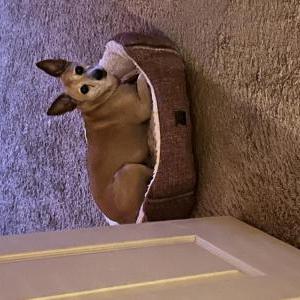 Image of Lucy, Lost Dog