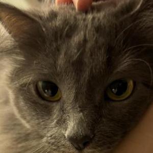 Image of qiqi, Lost Cat