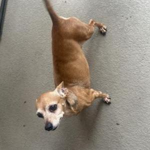 Image of Unknown, Found Dog