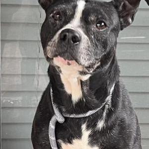 Found Dog Unknown