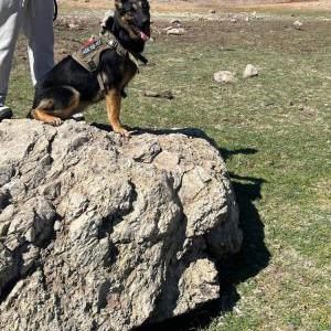 Lost Dog Nala