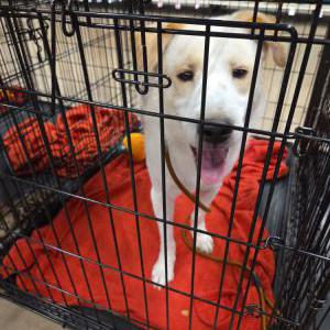 Lost Dog Poppy