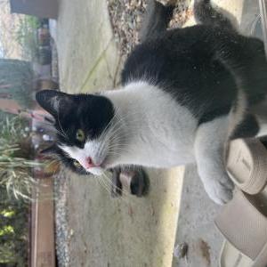 Image of Don’t know, Found Cat