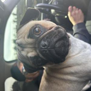 Image of Unknown, Found Dog