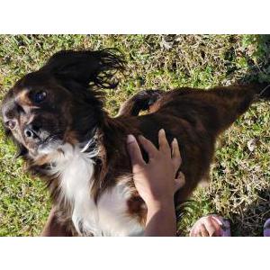Lost Dog Unknown