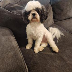 Lost Dog Snoopy