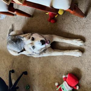 Lost Dog Kobe