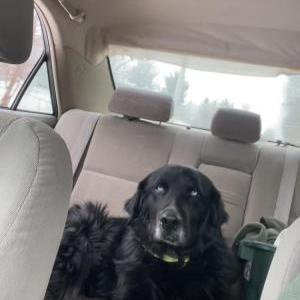 Lost Dog Moose