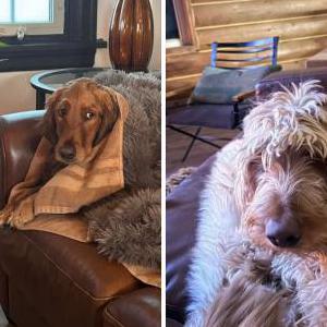 Lost Dog Duncan