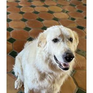 Image of Winter, Lost Dog