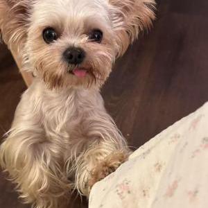Lost Dog Q