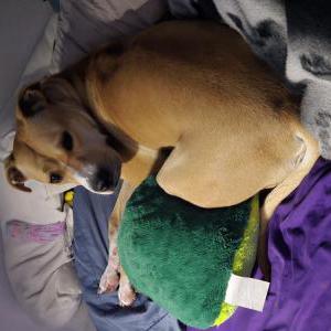Lost Dog Kymira