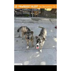 Found Dog Unknown