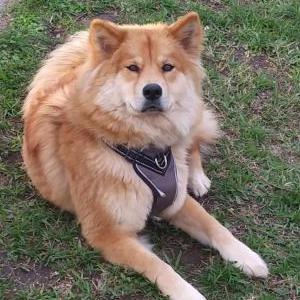 Lost Dog Amber