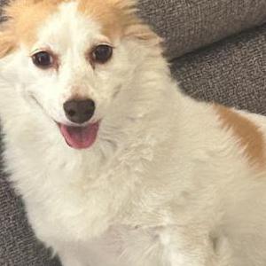 Lost Dog Lucy