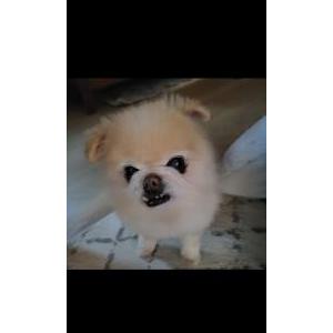 Lost Dog Skittles