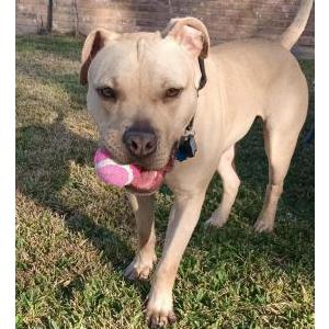 Image of Champ, Lost Dog