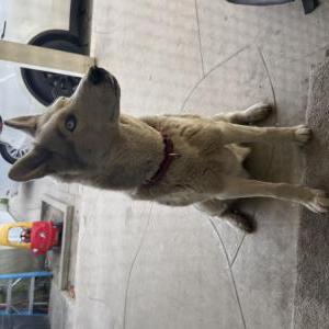 Found Dog Unknown