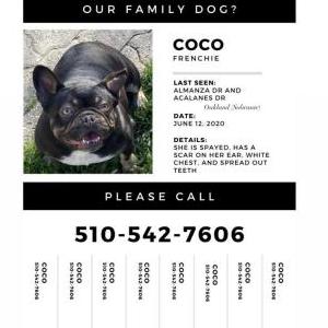 Lost Dog Coco