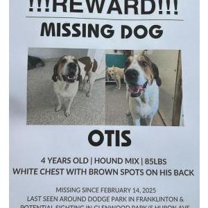 Lost Dog Otis