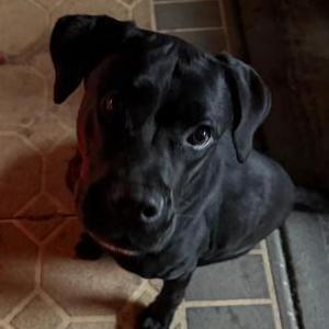 Found Dog Unknown