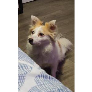Lost Dog Lucy