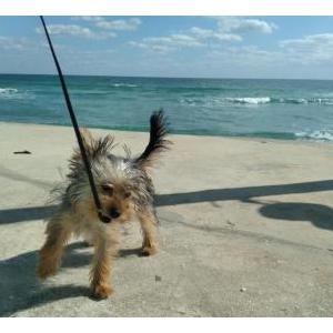 Lost Dog Louie Louie