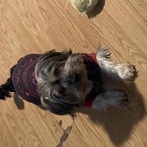 Lost Dog Shilo