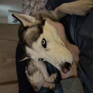 Image of Spade, Lost Dog
