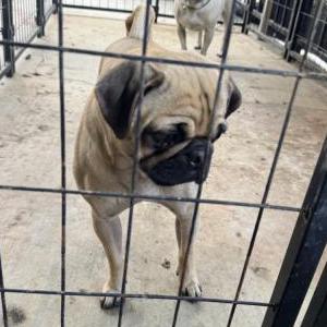 Image of unknown, Found Dog