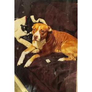 Image of Butters, Lost Dog